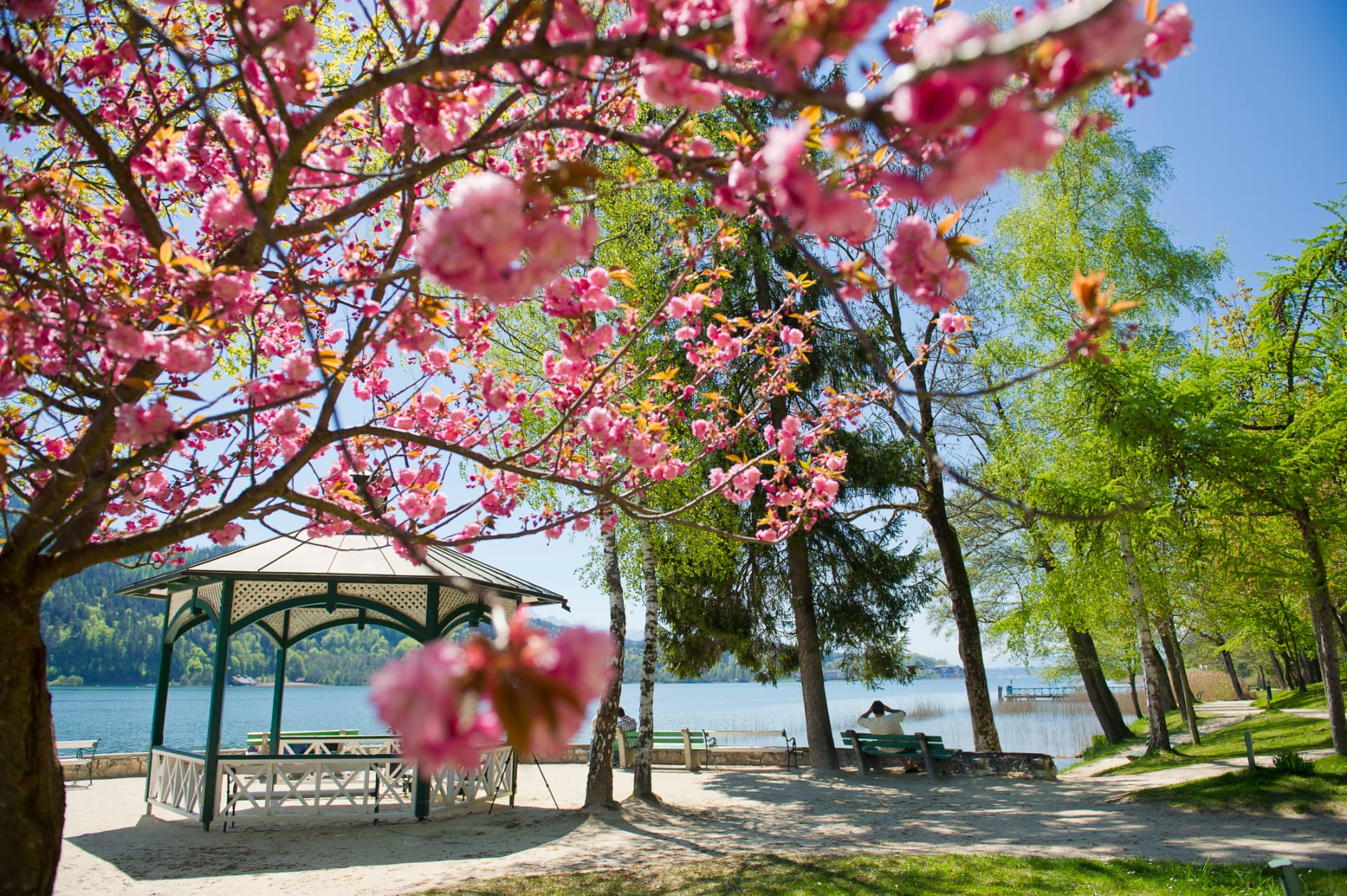 Cherry blossoms framing a lakeside pavilion on Lake Wörthersee in spring